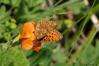 Beyaz nci (Clossiana euphrosyne)