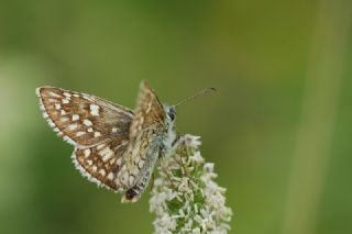 Sar Bandl Zpzp (Pyrgus sidae)