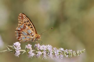 spanyol Kraliesi (Issoria lathonia)