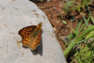 spanyol Kraliesi (Issoria lathonia)