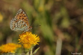 Niyobe (Fabriciana niobe)