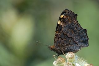 Tavus Kelebei (Inachis io)