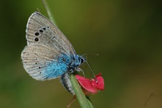 Karag�z Mavisi&nbsp;(Glaucopsyche&nbsp;alexis)