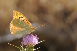 Bahadr (Argynnis pandora)