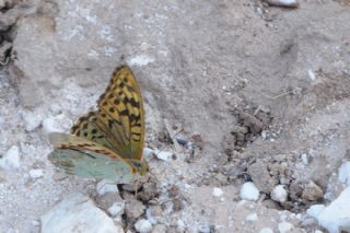 Bahadr (Argynnis pandora)