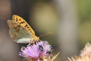 Bahadr (Argynnis pandora)