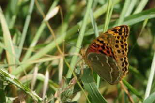 Bahadr (Argynnis pandora)