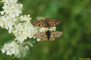 Nazuum (Euphydryas aurinia)