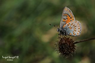 Akbes Gelincii (Tomares nesimachus)