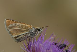 Sar Antenli Zpzp (Thymelicus sylvestris)