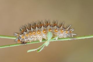 Benekli parhan (Melitaea didyma)