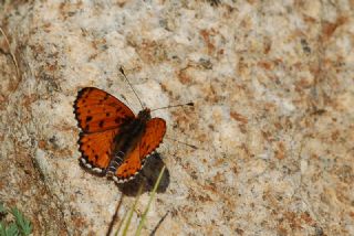 Benekli parhan (Melitaea didyma)