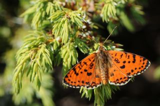 Benekli parhan (Melitaea didyma)