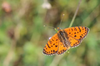Benekli parhan (Melitaea didyma)