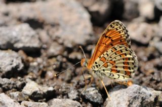 Benekli parhan (Melitaea didyma)