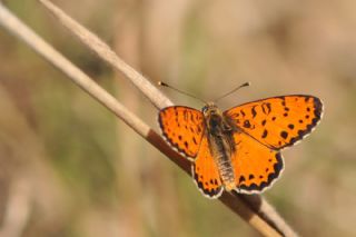 Benekli parhan (Melitaea didyma)