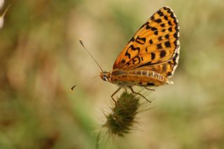 Benekli parhan (Melitaea didyma)