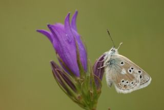 Pirene okgzls (Polyommatus pyrenaicus)