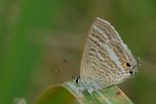 Lampides (Lampides boeticus)