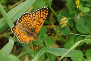 parhan (Melitaea cinxia)