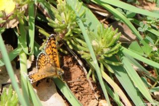 parhan (Melitaea cinxia)