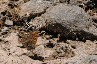 parhan (Melitaea cinxia)