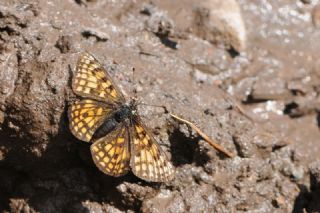 Amannisa (Melitaea athalia)