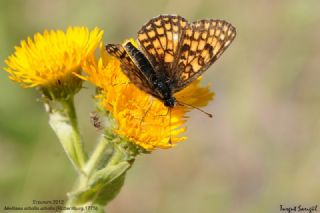 Amannisa (Melitaea athalia)