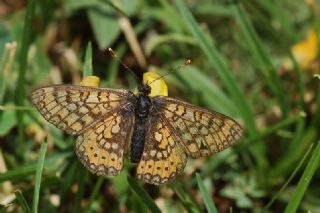 Nazuum (Euphydryas aurinia)