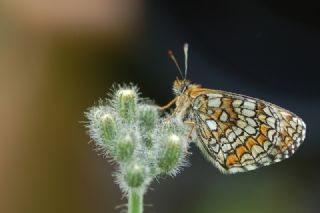 Amannisa (Melitaea athalia)