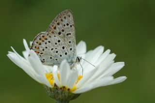 sli Bakr Gzeli (Lycaena tityrus)