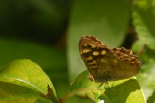 Karanlk Orman Esmeri (Pararge aegeria)
