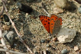 Kk Ate Gzeli (Lycaena thersamon)