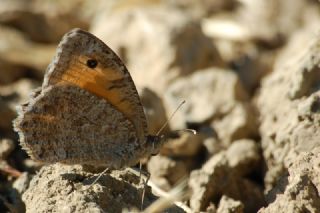 Anadolu Yalanccads (Pseudochazara anthelea)