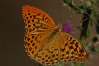 Cengaver (Argynnis paphia)