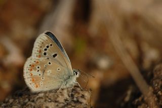 okgzl Turkuvaz Mavisi (Polyommatus dorylas)