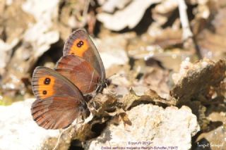 sko Gzelesmeri (Erebia aethiops)