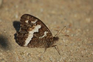 Kara Murat (Brintesia  circe)