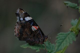 Atalanta (Vanessa atalanta)