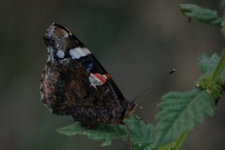 Atalanta (Vanessa atalanta)