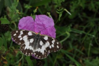 Orman Melikesi (Melanargia galathea)