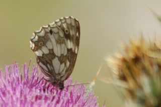 Orman Melikesi (Melanargia galathea)