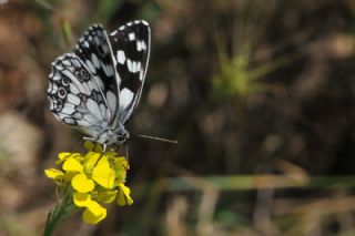Orman Melikesi (Melanargia galathea)
