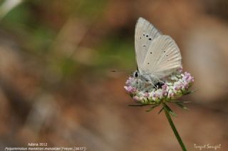 okgzl Anadolu Beyaz (Polyommatus menalcas)