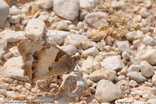 Cad (Chazara briseis)