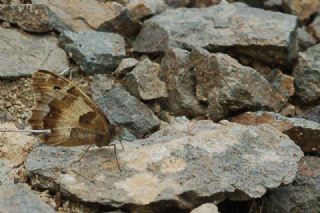 Cad (Chazara briseis)