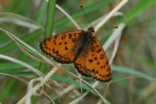 Gzel parhan (Melitaea trivia)