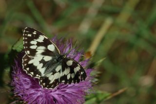 Orman Melikesi (Melanargia galathea)