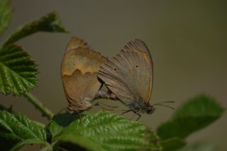 ayr Esmeri (Maniola jurtina)