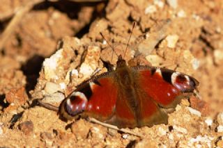 Tavus Kelebe�i&nbsp;(Inachis&nbsp;io)